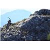 Image 2 : Southeastern Ibex hunt in Spain for 2 hunters