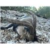 Image 4 : Southeastern Ibex hunt in Spain for 2 hunters