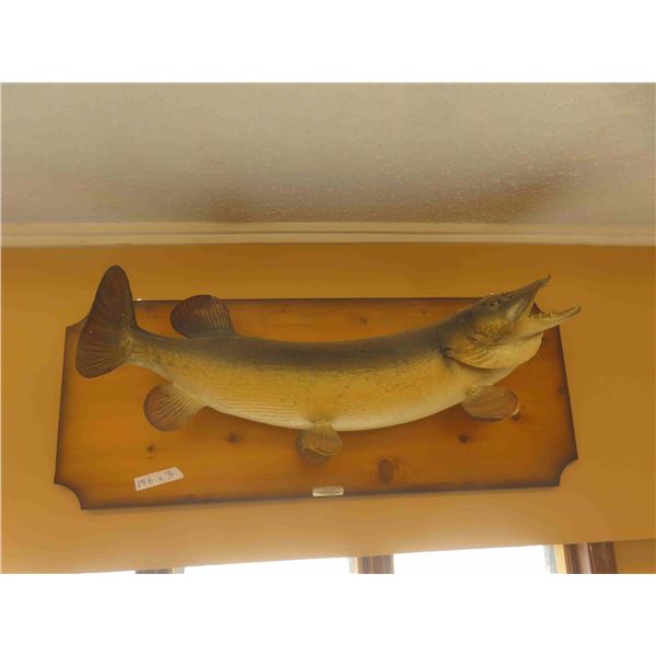 2 Northern Pike Mounted Fish  & Fishing Rods 