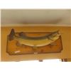 Image 1 : 2 Northern Pike Mounted Fish  & Fishing Rods 