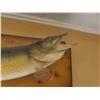 Image 2 : 2 Northern Pike Mounted Fish  & Fishing Rods 