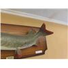 Image 7 : 2 Northern Pike Mounted Fish  & Fishing Rods 