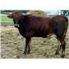 Image 1 : LBR Cherry Brandy