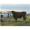 Image 1 : HNB Mon Cheri