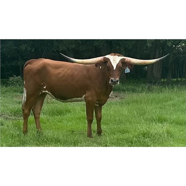 HBR Jolene