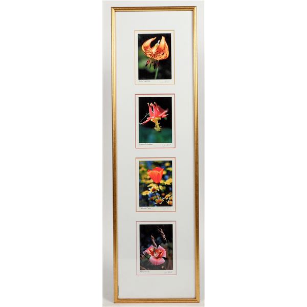 Wildflower Photos [197550]