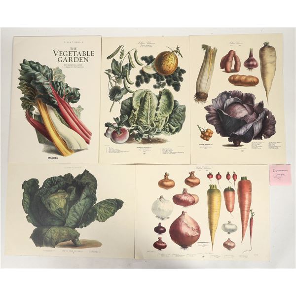 Vilmorin Botanical Print Reproductions [200395]