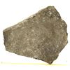 Image 1 : Crinoid Fossil Plate [159140]