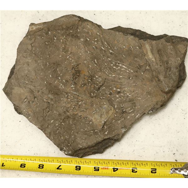 Crinoid Fossil Plate [159148]