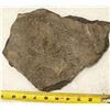 Image 1 : Crinoid Fossil Plate [159148]