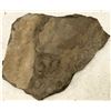 Image 2 : Crinoid Fossil Plate [159148]