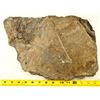 Image 1 : Crinoid Fossil Plate [196395]
