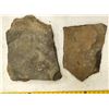 Image 3 : Pair of Crinoid Flower Fossil Plates [196399]