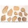 Image 1 : Insect Fossils, 3.2 Pounds, Rare & Better Specimens [194720]