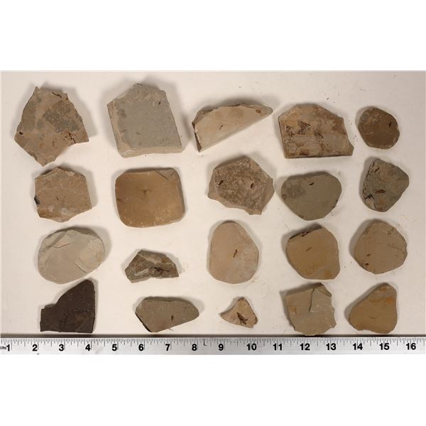 Insect Fossils, 4 Pounds [194641]