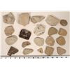 Image 2 : Insect Fossils, 4 Pounds [194641]