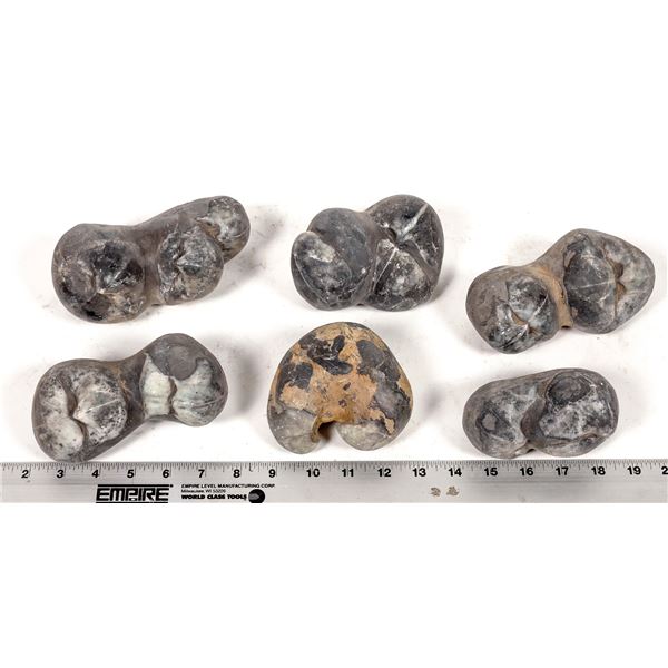 Stringocephalus Fossils, 12 Pounds [194172]
