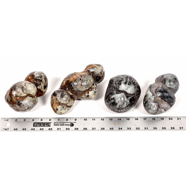 Stringocephalus Fossils, 15 Pounds [194163]