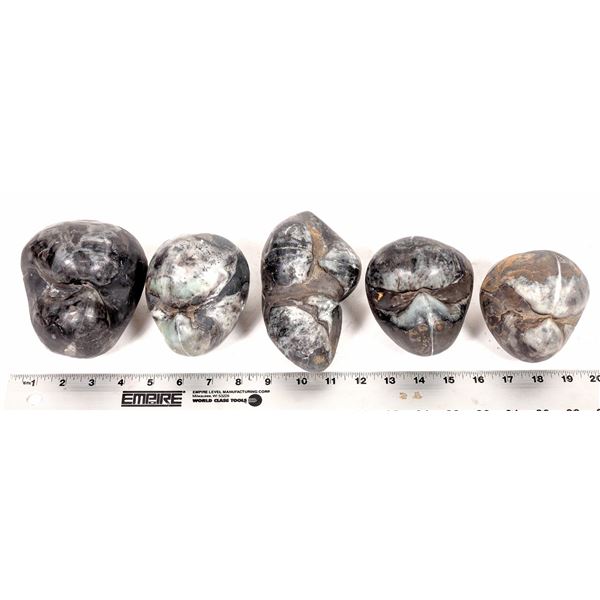 Stringocephalus Fossils, 15 Pounds [194167]