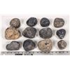 Image 2 : Stringocephalus Fossils, 17 Pounds [194165]