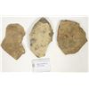 Image 1 : Trilobites, 30 Pounds [194721]
