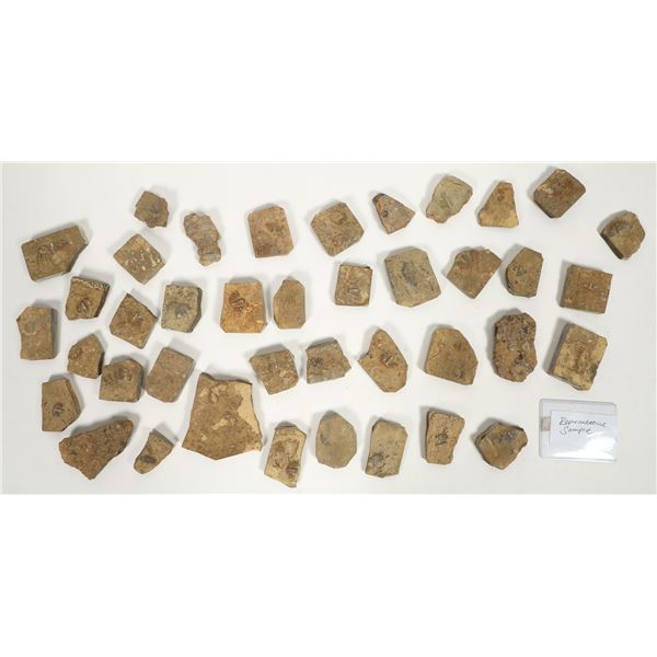 Trilobites, 23 Pounds [194606]
