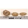 Image 1 : Dinosaur Egg Casts, 3 [194179]