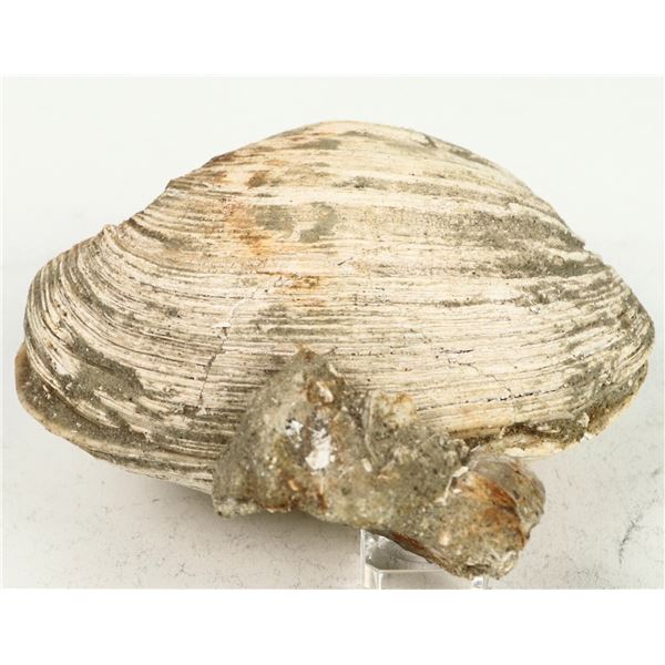 Clam Fossil From Calif. [199379]