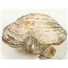 Image 1 : Clam Fossil From Calif. [199379]