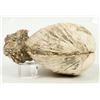 Image 2 : Clam Fossil From Calif. [199379]