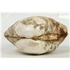 Image 3 : Clam Fossil From Calif. [199379]