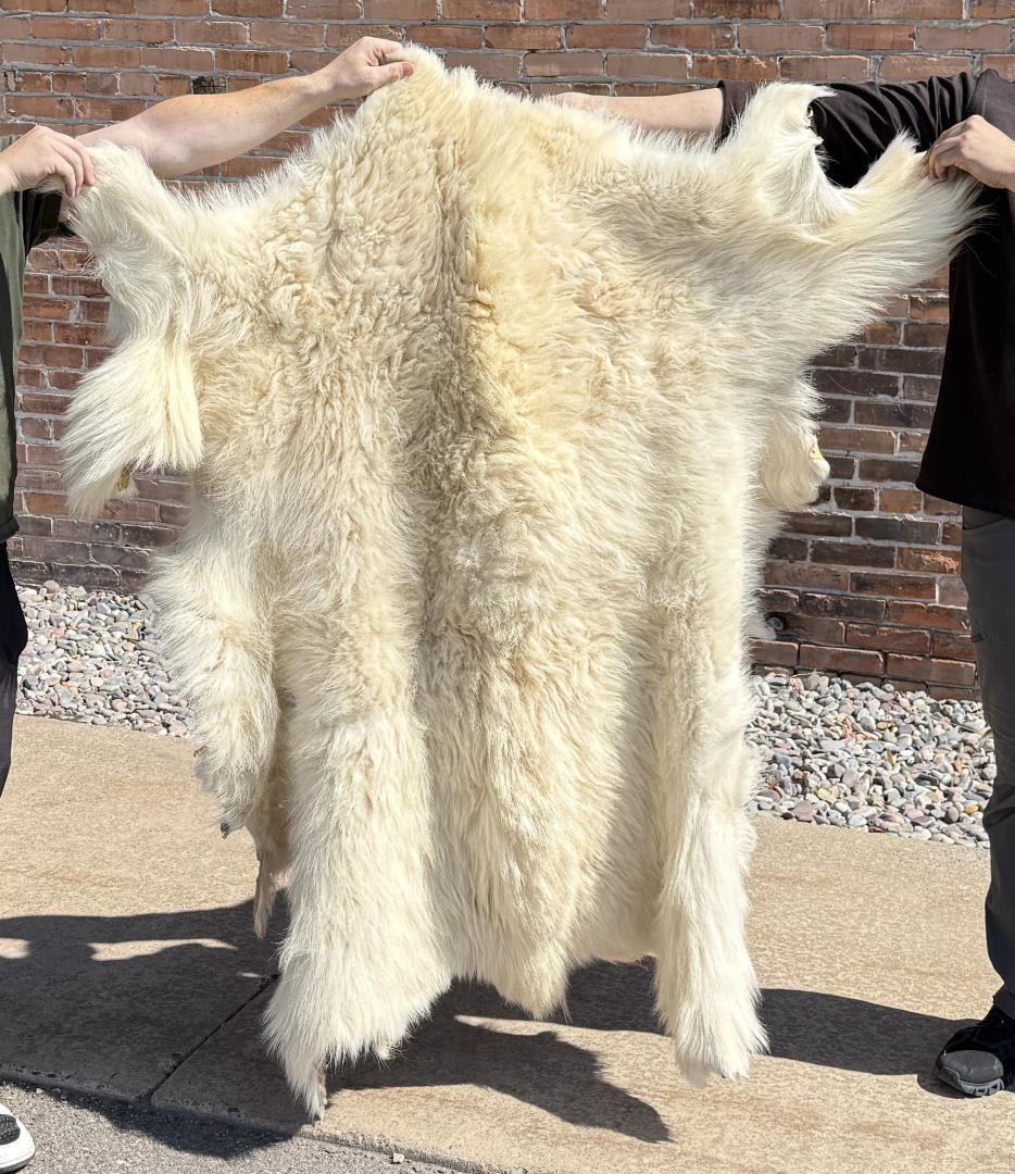 Mount Goat Rug Montana Taxidermy Mountain Goat Rug