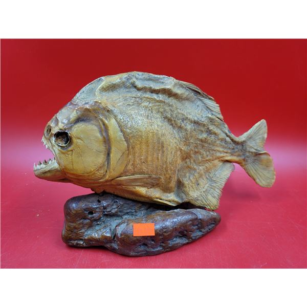 Piranha Taxidermy On Stone