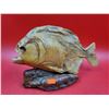 Image 1 : Piranha Taxidermy On Stone