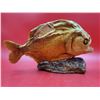 Image 2 : Piranha Taxidermy On Stone