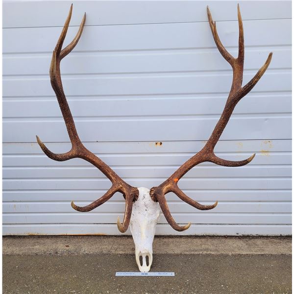 Large Set of Elk Antlers
