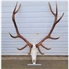 Image 1 : Large Set of Elk Antlers