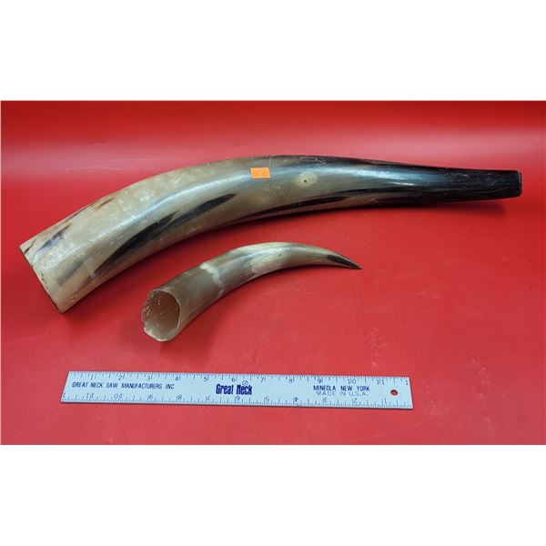 2 Steer Horns