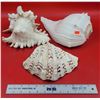 Image 1 : 3 Large Seashells