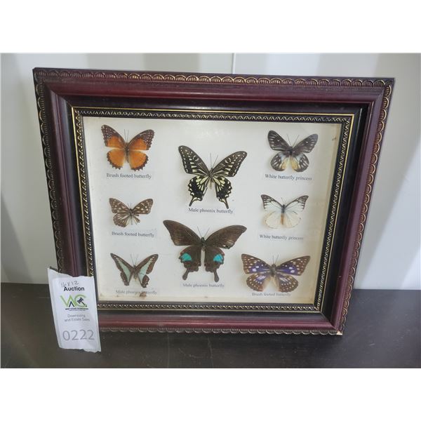 Framed Butterlies A