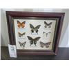 Image 1 : Framed Butterlies A