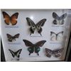 Image 2 : Framed Butterlies A