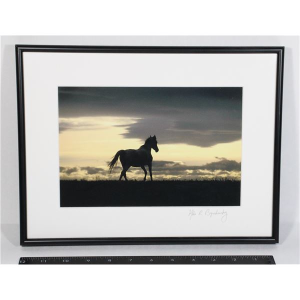 "FREEDOM" HORSE PICTURE BY PHOTOGRAPHER