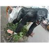 Image 2 : Shlike Approx. 5' Gorilla Advertising Figurine