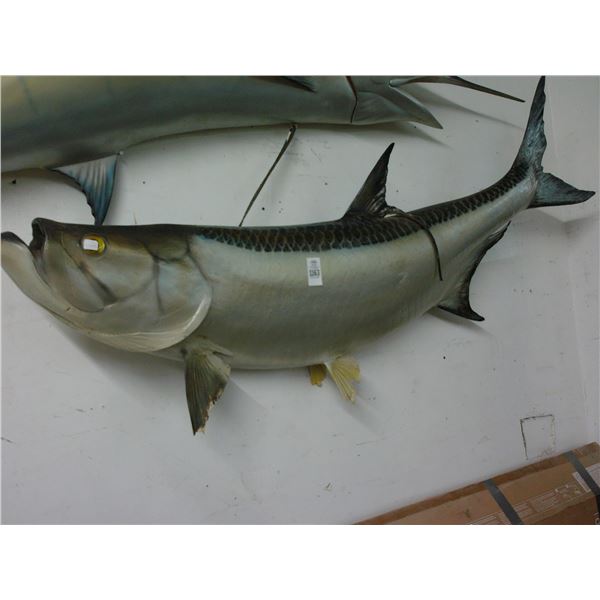 Tarpon 7' Taxidermy