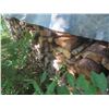 Image 2 : FireWood Oak and Tamarac Covered with Rubber Tarp 4x4x14