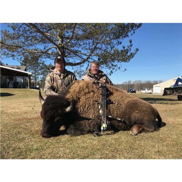 MICHIGAN – 1 DAY BUFFALO BULL HUNT FOR ONE HUNTER AND ONE OBSERVER