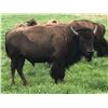Image 2 : MICHIGAN – 1 DAY BUFFALO BULL HUNT FOR ONE HUNTER AND ONE OBSERVER