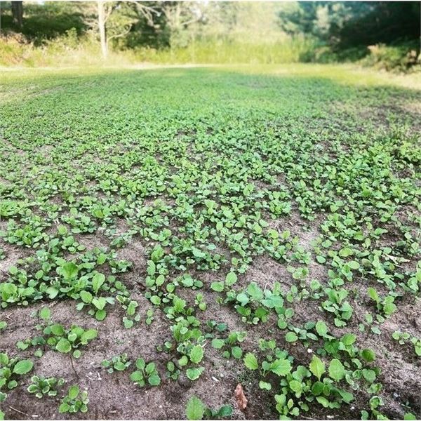 MICHIGAN FULL PROPERTY CONSULTATION