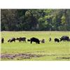 Image 2 : TEXAS – 3 DAY HOG HUNTING PACKAGE FOR 2 HUNTERS